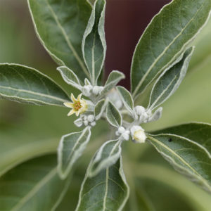 vom Achterhof BIO Ashwagandha Kapseln 150 Kapseln – Bild 5